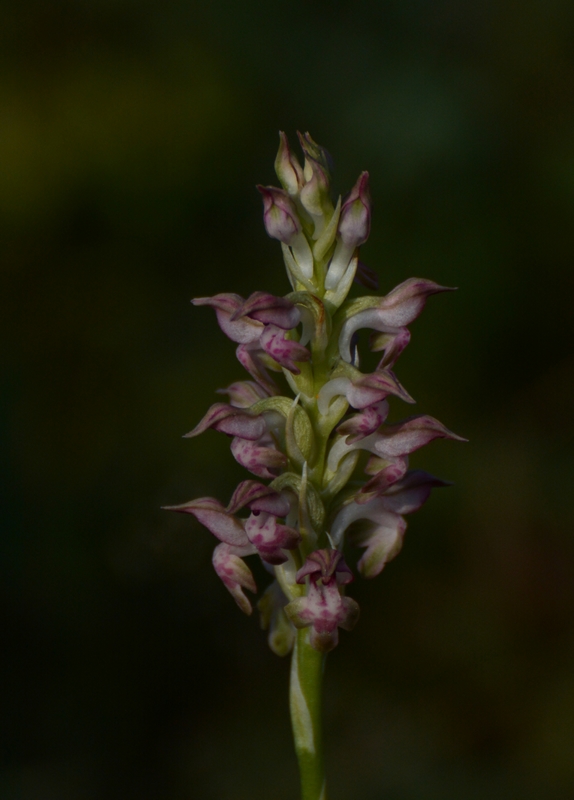 Anacamptis coriophora e Thymus sp.